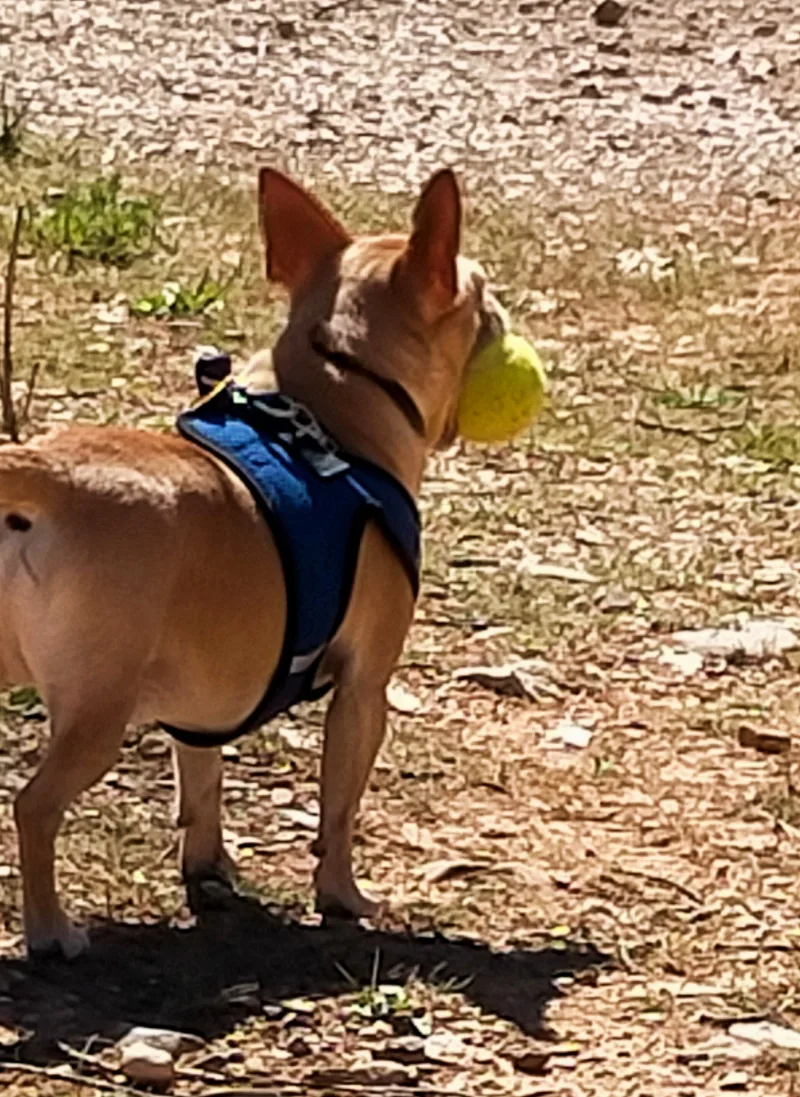 Marián